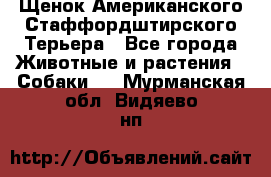 Щенок Американского Стаффордштирского Терьера - Все города Животные и растения » Собаки   . Мурманская обл.,Видяево нп